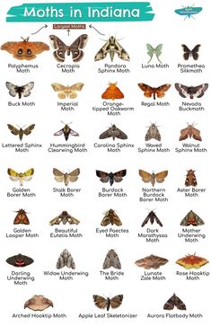 moths in indiana poster with the names and description for each moth, including several different species