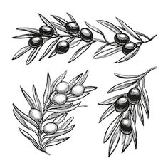 an olive branch with leaves and berries in vintage engraved etching style, isolated on white background