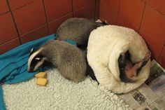 two raccoons are curled up in blankets on the floor next to each other