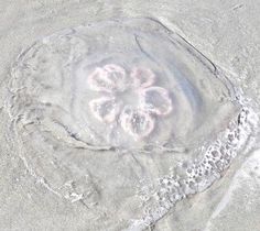 an image of a jellyfish in the sand