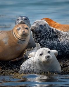 three sea lions and one seal are sitting in the water near each other with their heads together