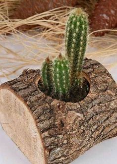 a small cactus sitting on top of a piece of wood