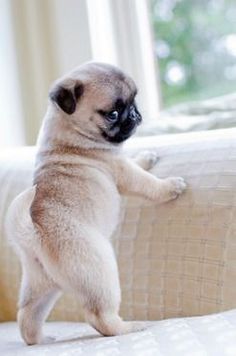 a small pug dog standing on its hind legs and pawing at the couch