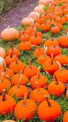 many orange pumpkins sitting in the grass