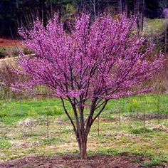 a small tree in the middle of a field with purple flowers on it's branches