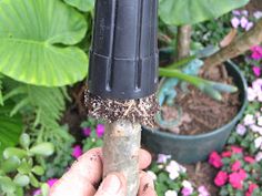 a person holding up a piece of wood in their hand with flowers around it and plants behind them