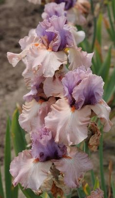 some very pretty purple flowers by the dirt