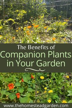 the benefits of companion plants in your garden