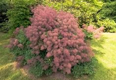 a bush with purple flowers in the grass