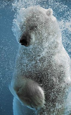 a polar bear splashing in the water