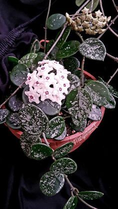 a potted plant with pink and white flowers in it on a black cloth background