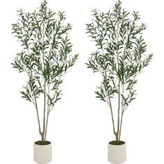 two white vases with green plants in them