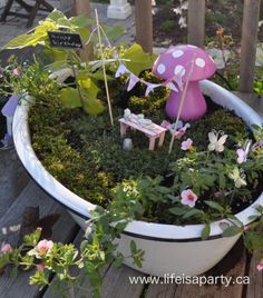 there is a potted plant with plants in it and a mushroom on the ground