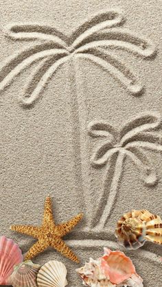 starfish, seashells and shells on sandy beach with palm tree drawn in sand