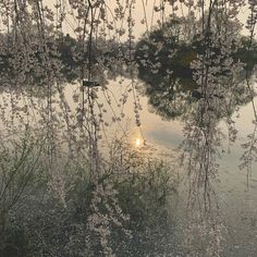 the sun is shining through the trees in the water