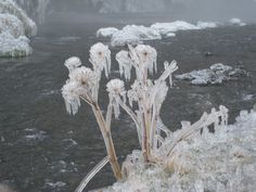 frozen plants in the middle of a river with ice crystals on it's stems