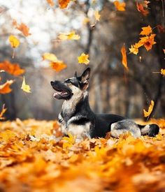 a german shepherd lies in the leaves and looks up into the sky with his eyes open