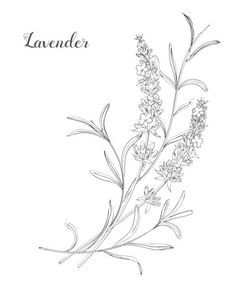 lavender flowers on a white background with the word lavender written in black and white ink