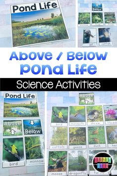 the pond life activity is shown with pictures and text