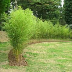 a tall bamboo tree in the middle of a grassy area next to some trees and bushes