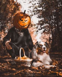 a dog sitting next to a person with a jack o lantern on their head and a basket full of pumpkins