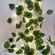 a bunch of green leaves hanging from a wall next to a white frame with lights on it