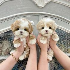 two small puppies being held in front of a person's hands with their paws up