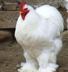 a white chicken with a red comb standing on the ground