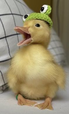 Caring for Duck Companions: A Complete Guide for New Owners | Duck Aesthetic | Pet Call Ducks Aesthetic | Duck Lover Funny Duck Pics, Raising Ducks For Beginners, Ducks With Hats, Ducks For Beginners, Duck Aesthetic, Call Ducks, Duck Care, Duck Pens, Pet Duck