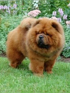 a large brown dog standing on top of a lush green grass covered field next to flowers