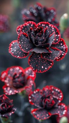 red and black flowers with white dots on them