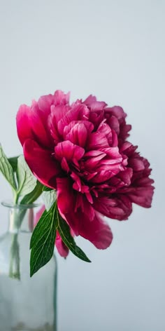 a purple flower in a clear glass vase