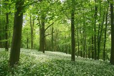 a forest filled with lots of green trees and white flowers on the ground covered in grass