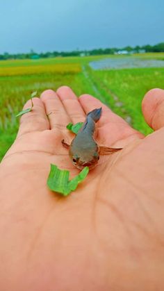 a small bird sitting on top of a person's hand next to a field