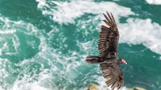 a large bird flying over the ocean with waves in the backgroung area