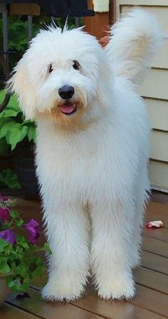 a white fluffy dog standing on top of a wooden deck next to flowers and plants