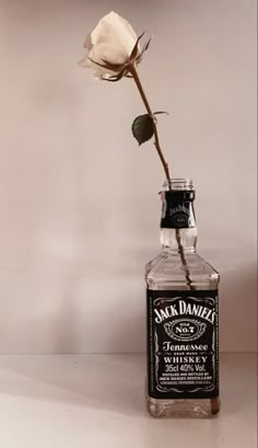 a single white rose in a bottle with the label jack daniel's on it