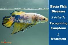 a betta fish in an aquarium with text that reads, better fish diseases a guide to recognizing symptoms and treatment