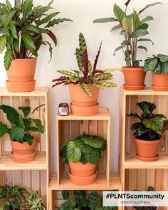 Terracotta pots are perfect for indoor and outdoor gardens! Garden Display, Air Purifying Plants, Terracotta Pot, Soft Pink Color, Monstera Deliciosa