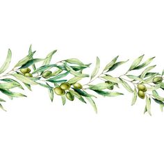 an olive tree branch with green leaves and fruits on it, painted in watercolor