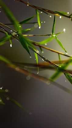 water droplets are on the green leaves of a grass plant with long thin stems in front of a gray background