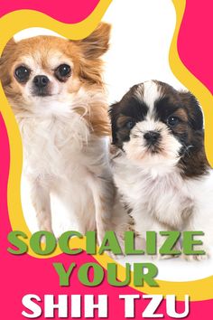 We all want our furry friends to be happy and confident in any situation, and socializing is the key to achieving that! Whether you're a new Shih Tzu owner or just looking to brush up on your skills, this video is here to help.