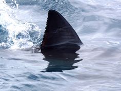 a large shark swimming in the ocean with its mouth open and it's fin sticking out