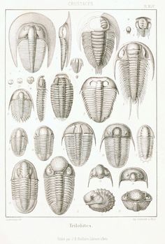 an antique print of various types of insect's, including the head and neck