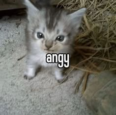 a small kitten standing on top of a pile of hay with the caption angry