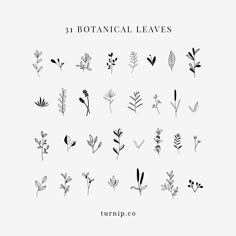 the botanical leaves are drawn in black and white on a white background, with text that reads 31 botanical leaves