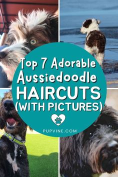 Are you currently considering a hairstyle that would best suit your Aussiedoodle? Find your inspiration on our list of the top 7 Aussiedoodle haircuts! Aussie Haircut Styles, Labradoodle Pictures, Aussie Doodle Puppy, Aussie Doodle, Aussie Hair Products, Puppy Haircut, Doodle Pictures, Before And After Haircut