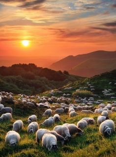 a herd of sheep grazing on top of a lush green hillside under a cloudy sky