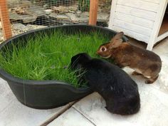 two rabbits are eating grass in their habitat