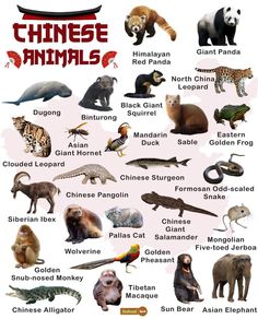 an animal map with all the different types of animals and their names in english or chinese